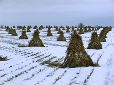 Amish Grain Harvest